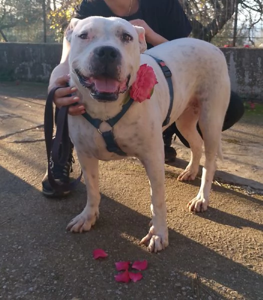 Opi splendida dogo argentino cerca famiglia  | Foto 1