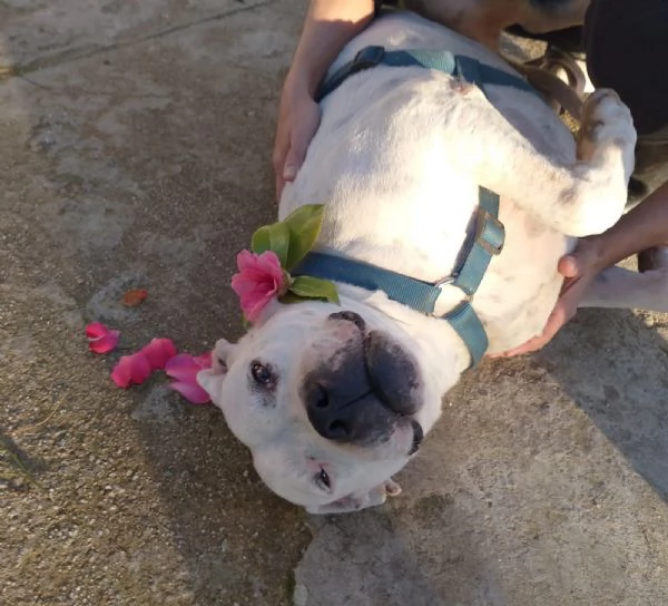 Opi splendida dogo argentino cerca famiglia  | Foto 0