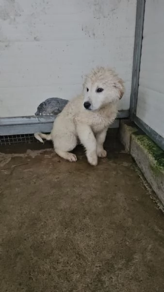 Jury Splendido Dolce Cucciolotto Simil Pastore Cerca Famiglia  | Foto 3