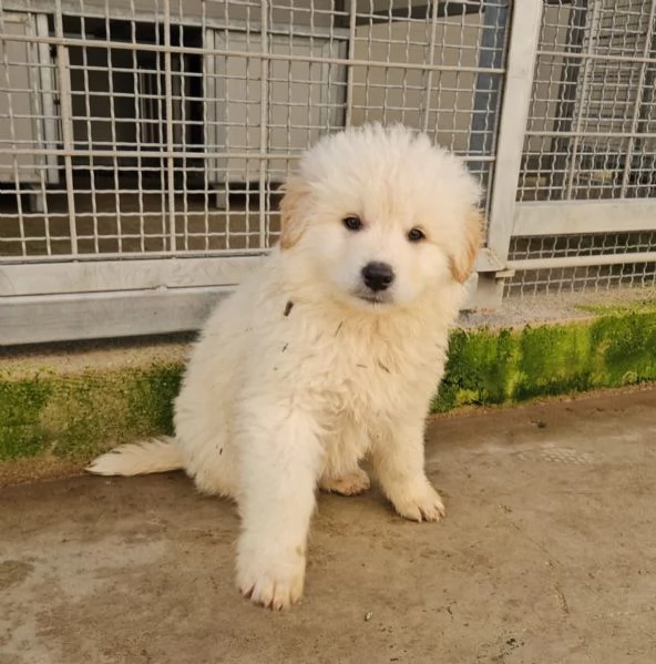 Jury Splendido Dolce Cucciolotto Simil Pastore Cerca Famiglia  | Foto 2