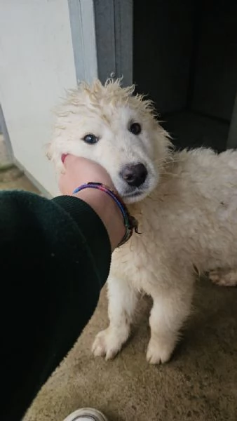 Jury Splendido Dolce Cucciolotto Simil Pastore Cerca Famiglia 