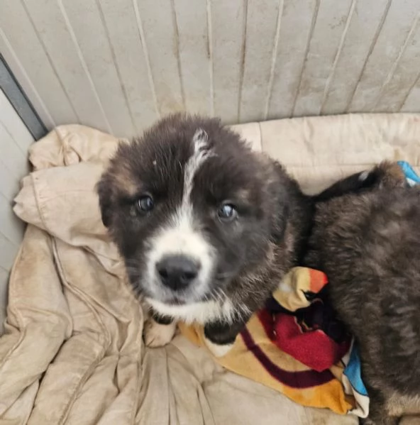 Charlie splendido soffice cucciolotto cerca famiglia 