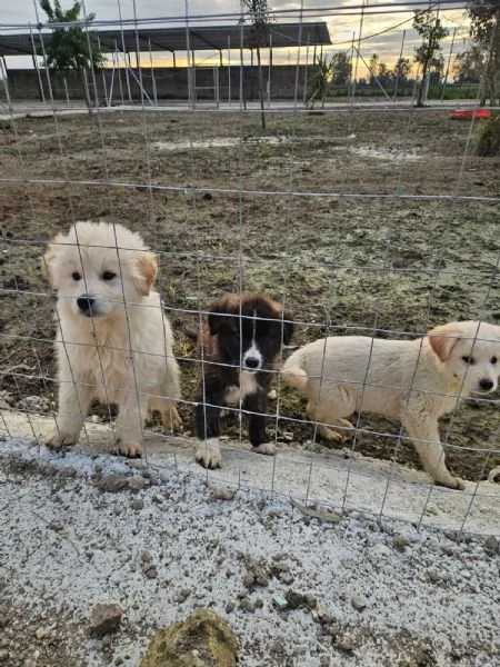 Charlie splendido soffice cucciolotto cerca famiglia  | Foto 3