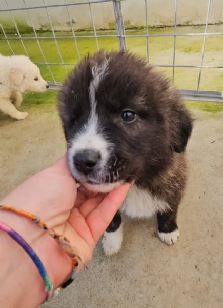 Charlie splendido soffice cucciolotto cerca famiglia  | Foto 0