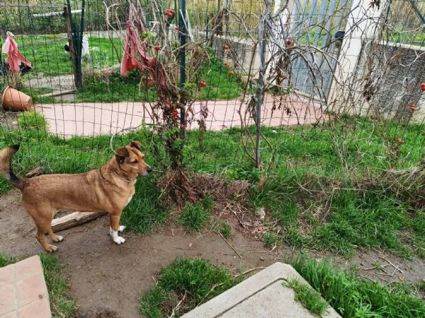 Linda splendida cagnolina taglia medio piccola | Foto 6