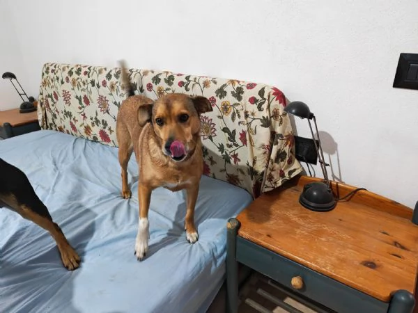 Linda splendida cagnolina taglia medio piccola | Foto 4