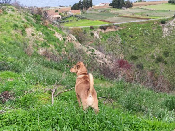 Linda splendida cagnolina taglia medio piccola | Foto 3