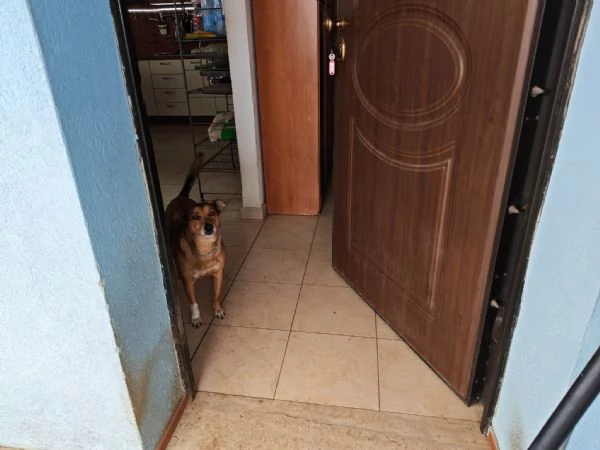 Linda splendida cagnolina taglia medio piccola | Foto 2