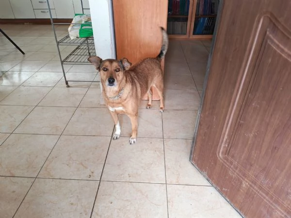 Linda splendida cagnolina taglia medio piccola