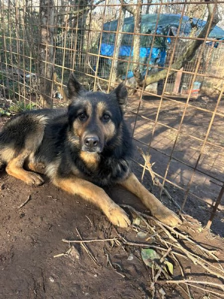 Lupetto splendido giovanotto cerca casa 