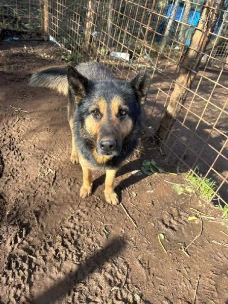 Lupetto splendido giovanotto cerca casa  | Foto 5