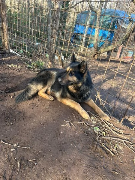 Lupetto splendido giovanotto cerca casa  | Foto 4