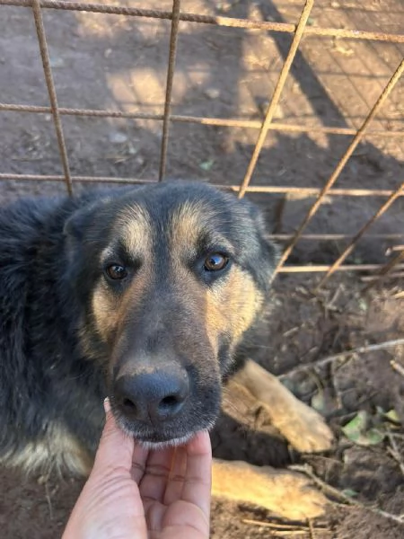 Lupetto splendido giovanotto cerca casa  | Foto 2