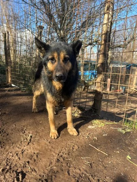 Lupetto splendido giovanotto cerca casa  | Foto 1