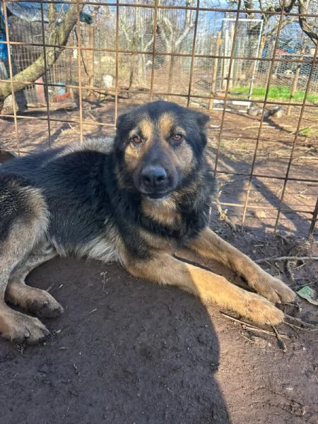 Lupetto splendido giovanotto cerca casa  | Foto 0