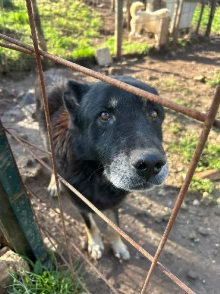 Lupo splendido cagnolone cerca famiglia  | Foto 3