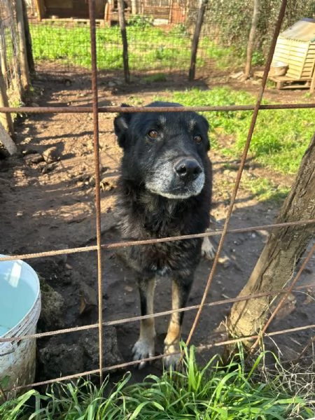 Lupo splendido cagnolone cerca famiglia  | Foto 0