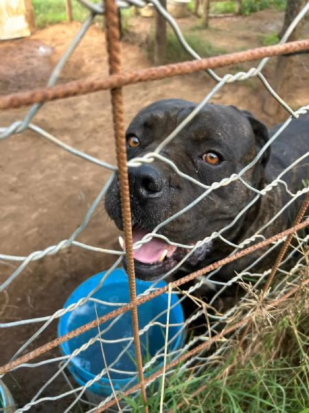Cj splendido Cane Corso cerca casa 