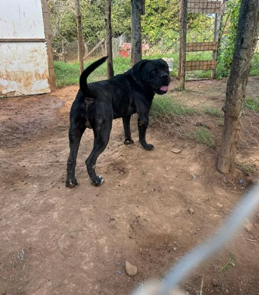 Cj splendido Cane Corso cerca casa  | Foto 4