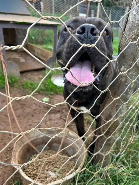 Cj splendido Cane Corso cerca casa  | Foto 3