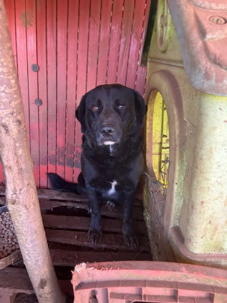  TOBY 30 KG DI AMORE INVISIBILE CERCA FAMIGLIA  | Foto 4