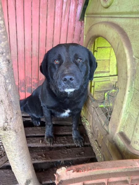  TOBY 30 KG DI AMORE INVISIBILE CERCA FAMIGLIA  | Foto 1