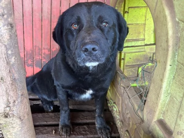  TOBY 30 KG DI AMORE INVISIBILE CERCA FAMIGLIA  | Foto 0