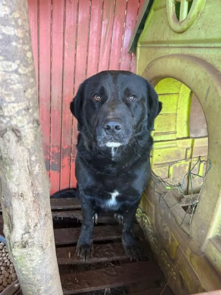  TOBY 30 KG DI AMORE INVISIBILE CERCA FAMIGLIA 