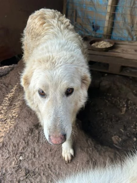 Bianca splendida simil maremmano cerca famiglia  | Foto 3