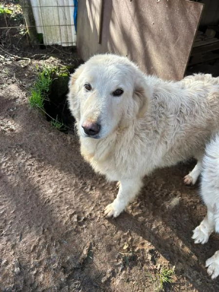 Bianca splendida simil maremmano cerca famiglia  | Foto 1