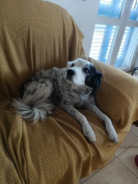 Pia splendida simil Setter cerca casa | Foto 3