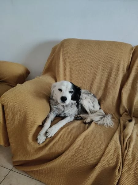 Pia splendida simil Setter cerca casa | Foto 2