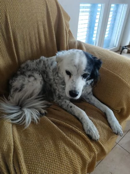 Pia splendida simil Setter cerca casa | Foto 0