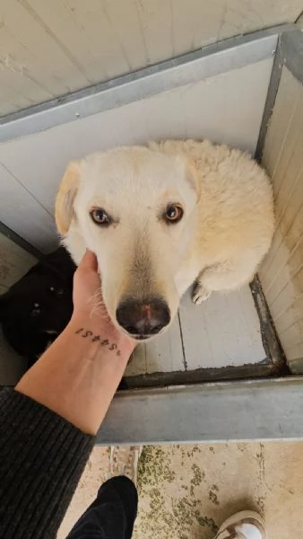 Miki splendida giovanotta cerca famiglia 