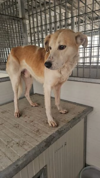 Gerry splendido cagnolino cerca casa | Foto 5