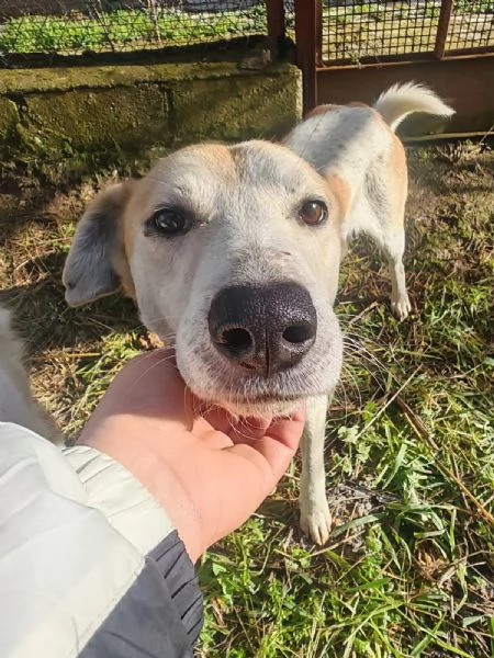 Gerry splendido cagnolino cerca casa