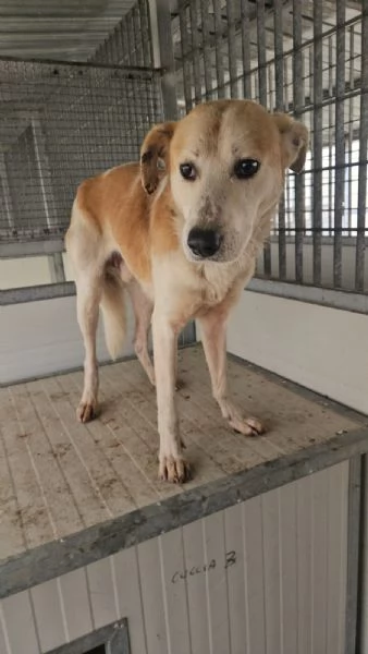 Gerry splendido cagnolino cerca casa | Foto 1