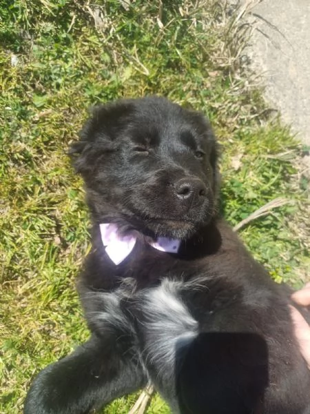 Kenya splendida cucciola mix Golden cerca famiglia 