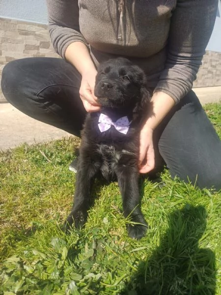 Kenya splendida cucciola mix Golden cerca famiglia  | Foto 5