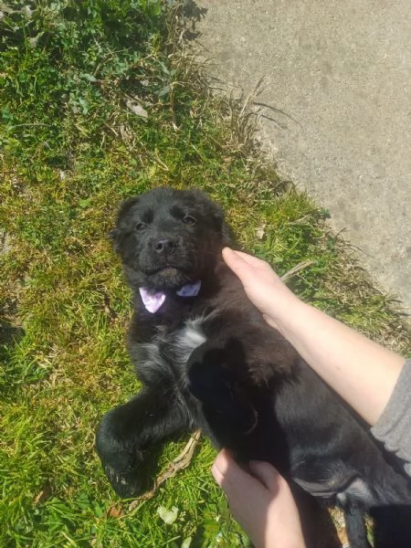 Kenya splendida cucciola mix Golden cerca famiglia  | Foto 4