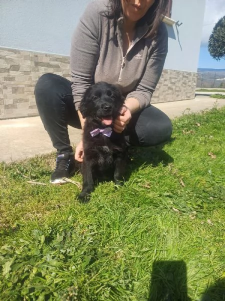 Kenya splendida cucciola mix Golden cerca famiglia  | Foto 3