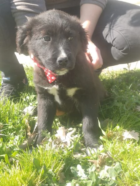 Maya splendida cucciola mix Golden cerca casa  | Foto 0