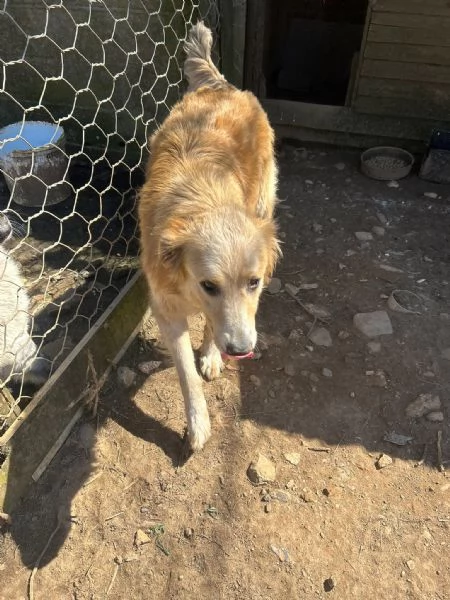 Susy splendida simil Golden cerca casa  | Foto 3