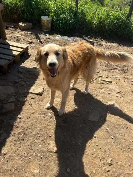 Susy splendida simil Golden cerca casa  | Foto 0