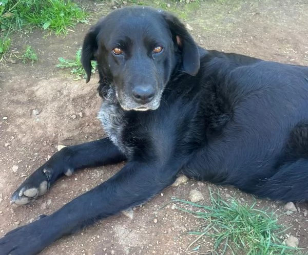 Linda splendida cagnolona cerca casa  | Foto 3