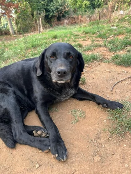 Linda splendida cagnolona cerca casa  | Foto 2