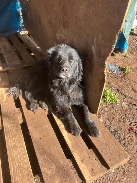 Nerone splendido dolce cagnolone cerca casa  | Foto 1