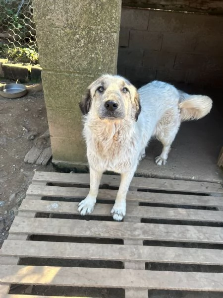 Gracy splendida giovanotta cerca casa  | Foto 1