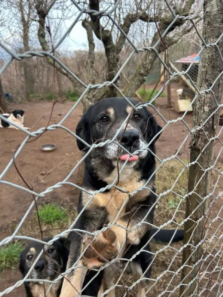 Lillo splendido cagnolone cerca casa 