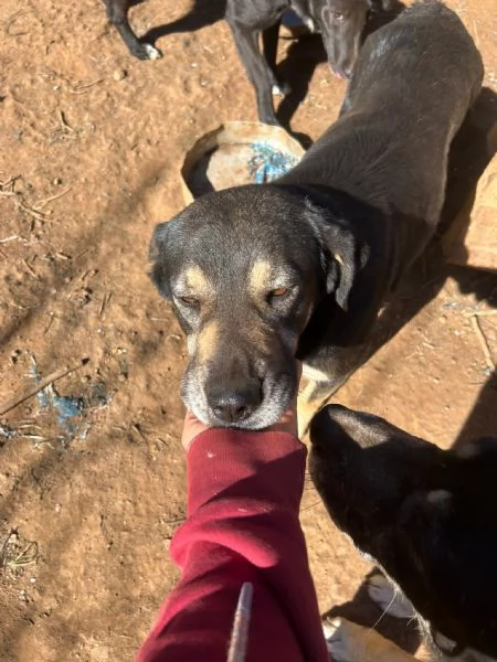 Lillo splendido cagnolone cerca casa  | Foto 0